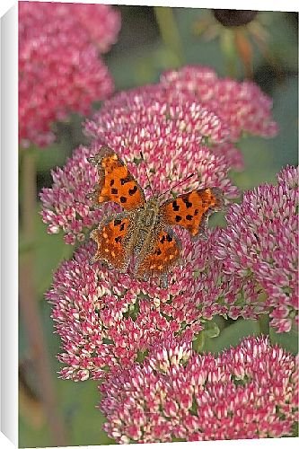 Canvas Prints of Butterfly from Country Life 