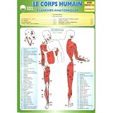 Le corps humain : Planches anatomiquespar R�gis Demounem