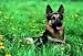 German Shepherd, Art Poster by S Stuewer, size 36 x 24