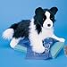 Chase Border Collie