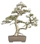 Brussel's Needle Juniper Specimen Tree