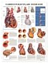 Cardiovascular Disease Anatomical Chart
