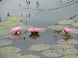 11x14 Digital Art Limited Edition Prints Waterlily Floral Realist Lotus Rising
