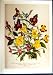 C1991 Ornamental Flowers Mimulus Cardinalis Smithii