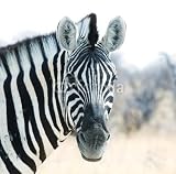 Wallmonkeys Peel and Stick Wall Decals - Zebra - Removable Graphic