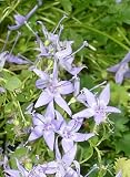 Eigenschaften Dachstauden  / Campanula garganica - Monte-Gargano-Glockenblume