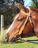 High Country Browband Headstall with Spots - USA Leather