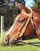 High Country Browband Headstall with Spots - USA Leather