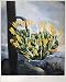 Photographic Prints of THORNTON ALOE. The aloe plant (Agave americana L.). Engraving by Medland after from Granger Art on Demand