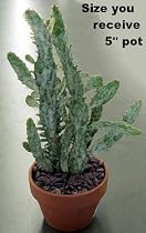 St. Joseph's Opuntia Cactus Plant -5" Clay Pot - Easy!