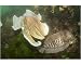 Photographic Print of Cuttlefish (Sepia officinalis) Courtship. . Babbacombe, Torquay, South Devon,.