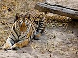 IMAGE OF Tiger (Panthera Tigris)Lying Down Photographic Poster Print by Beverly Joubert, 12x16