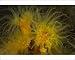 Photographic Prints of AUS-1815 Colony of tube corals - feeding at night. They remain retracted during from Ardea Wildlife Pets
