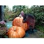 Dills Atlantic Giant Pumpkin 15 Seeds -HUGE-