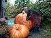 Dills Atlantic Giant Pumpkin 15 Seeds -HUGE-