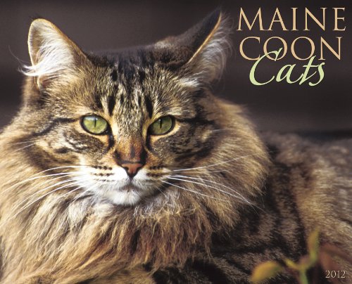 Maine Coon Cats 2012 Calendar