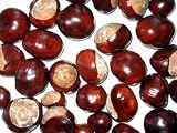Buckeye Nuts over White - 24