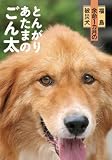 福島 余命１カ月の被災犬 とんがりあたまのごん太