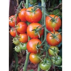 Heirloom Gardener's Delight Cherry Tomato Seeds 75 Seeds