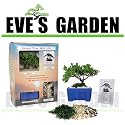 Special Sale Bonsai Tree Starter Kit, Japanese Juniper, 2 Year Old - Grown by Eve's Garden