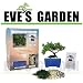 Special Sale Bonsai Tree Starter Kit, Japanese Juniper, 2 Year Old - Grown by Eve's Garden