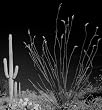 Arizona Desert Contrast - Magnificent B&W 16x20 Photographic Print by Carol M. Highsmith