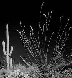 Arizona Desert Contrast - Magnificent B&W 16x20 Photographic Print by Carol M. Highsmith