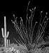 Arizona Desert Contrast - Magnificent B&W 16x20 Photographic Print by Carol M. Highsmith