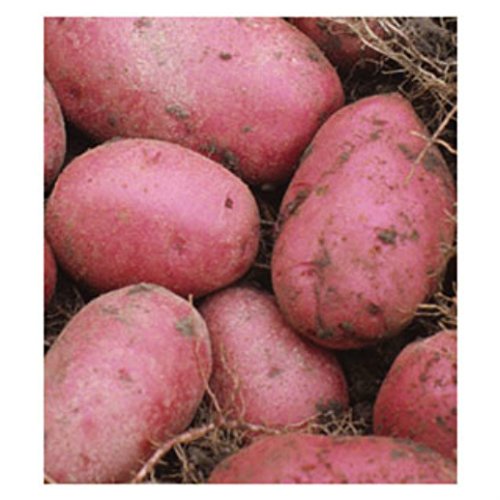 5 lb. SEED POTATOES - Red Pontiac - Organic - ORDER NOW for FALL PLANTING 5 lb. SEED POTATOES - Red Pontiac - Organic - ORDER NOW for FALL PLANTING