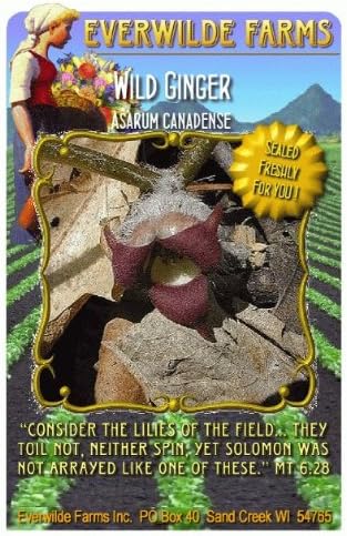 Everwilde Farms - Wild Ginger Native Wildflower Seeds - Jumbo Seed Packet (25)