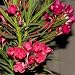 Hardy Red Oleander - 24