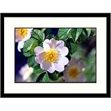 Great American Picture IS953737 Dog Rose Framed Photograph