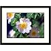 Great American Picture IS953737 Dog Rose Framed Photograph