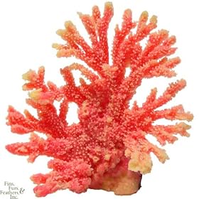 Nature`s Image Acropora: PINK WHITE: 6in x 5.5 inch x 5.5 inch (Acropora tutielensis) Coral... by Nature`s Image