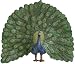December Diamonds Zoology Peacock Ornament Sparkles with Glitter! From the Zoology Collection which has just been discontinued. This will Absolutely increase it's Value. Many of the animals are already Sold Out. The Zoology Collection makes a Stunning, Realistic,Rhinestone Embellished Small Tree!!!