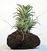Tillandsia VanHyningii Hawaiian Volcano Plant-Air Plant