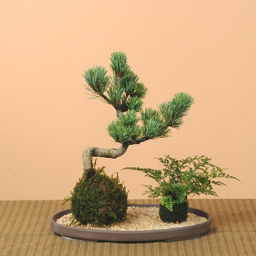 苔玉：五葉松・しのぶ（受け皿付）