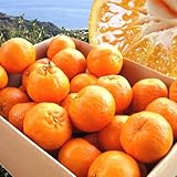 南国みかん 訳ありポンカン5kg 四国高知県から産地直送!