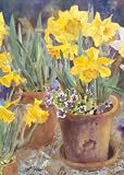 Potted Daffodils Garden Flag