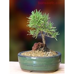 Rosemary Bonsai - Herbal Bonsai That Makes a Wonderful Gift