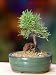 Rosemary Bonsai - Herbal Bonsai That Makes a Wonderful Gift