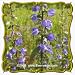 1 Oz Tall Bellflower (Campanula americana) Bulk Wildflower Seeds