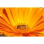 Tamron - Objectif AF 70-200mm/2,8 Di LD IF Macro C&hellip de Tamron