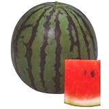 新大和二号(一般種) 　数量:約16粒