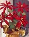 Vintage Crochet PATTERN to make - Flowers Poinsettia Christmas Plant. NOT a finished item, this is a pattern and/or instructions to make the item only.