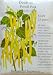Bush Bean Pencil Pod Yellow Wax Snap Heirloom Seeds 60 Seeds