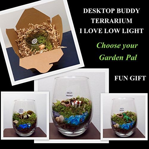 DESKTOP BUDDY MOSS TERRARIUM, LOW LIGHT IS PERFECT, YOU CHOOSE YOUR DESKTOP PAL