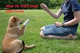 How To Train Dog! Effectively