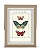 Cavallini 18-Pack Butterfly Bookplates