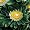 Incredible Hulk Aster 40 Seeds